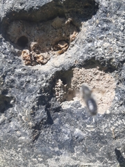 Hoplitis anthocopoides