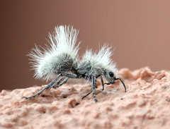 Dasymutilla pseudopappus