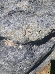 Hoplitis anthocopoides