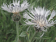 Centaurea cheiranthifolia