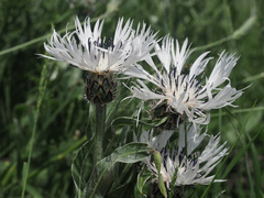Centaurea cheiranthifolia