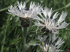 Centaurea cheiranthifolia