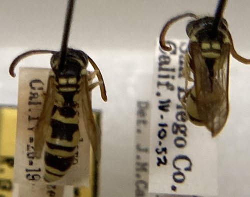 Pterocheilus timberlakei