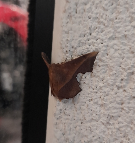 Trogoptera dietricha