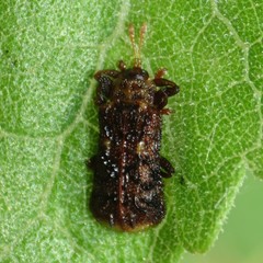 Octotoma marginicollis