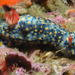 Painted Hypselodoris - Photo (c) erwinkoehler, some rights reserved (CC BY-NC), uploaded by erwinkoehler