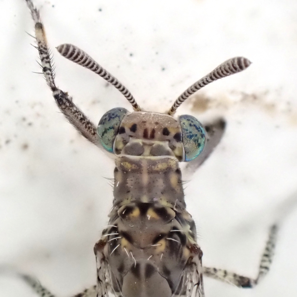 Dimarella praedator