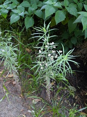 Erigeron bonariensis