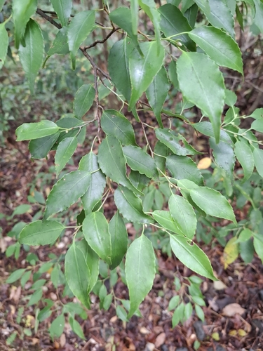 Symplocos myrtacea iNat (1)