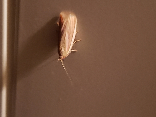Rosy Peoria Moth