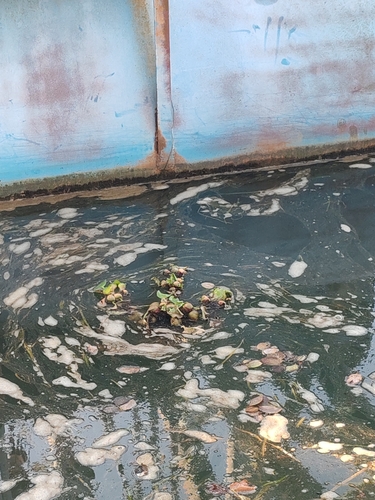 common water hyacinth