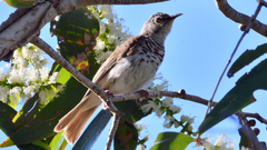 Ramsayornis fasciatus