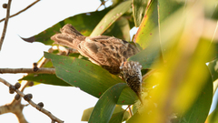 Ramsayornis fasciatus