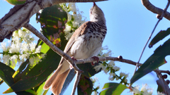 Ramsayornis fasciatus