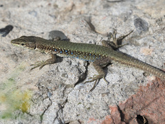 Darevskia portschinskii