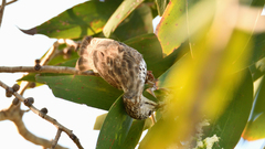 Ramsayornis fasciatus