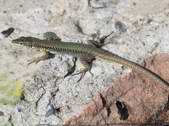 Darevskia portschinskii