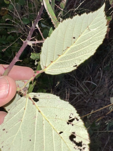 Image of Rubus serissimus by (c) Joshua Ebright, some rights reserved (CC BY)