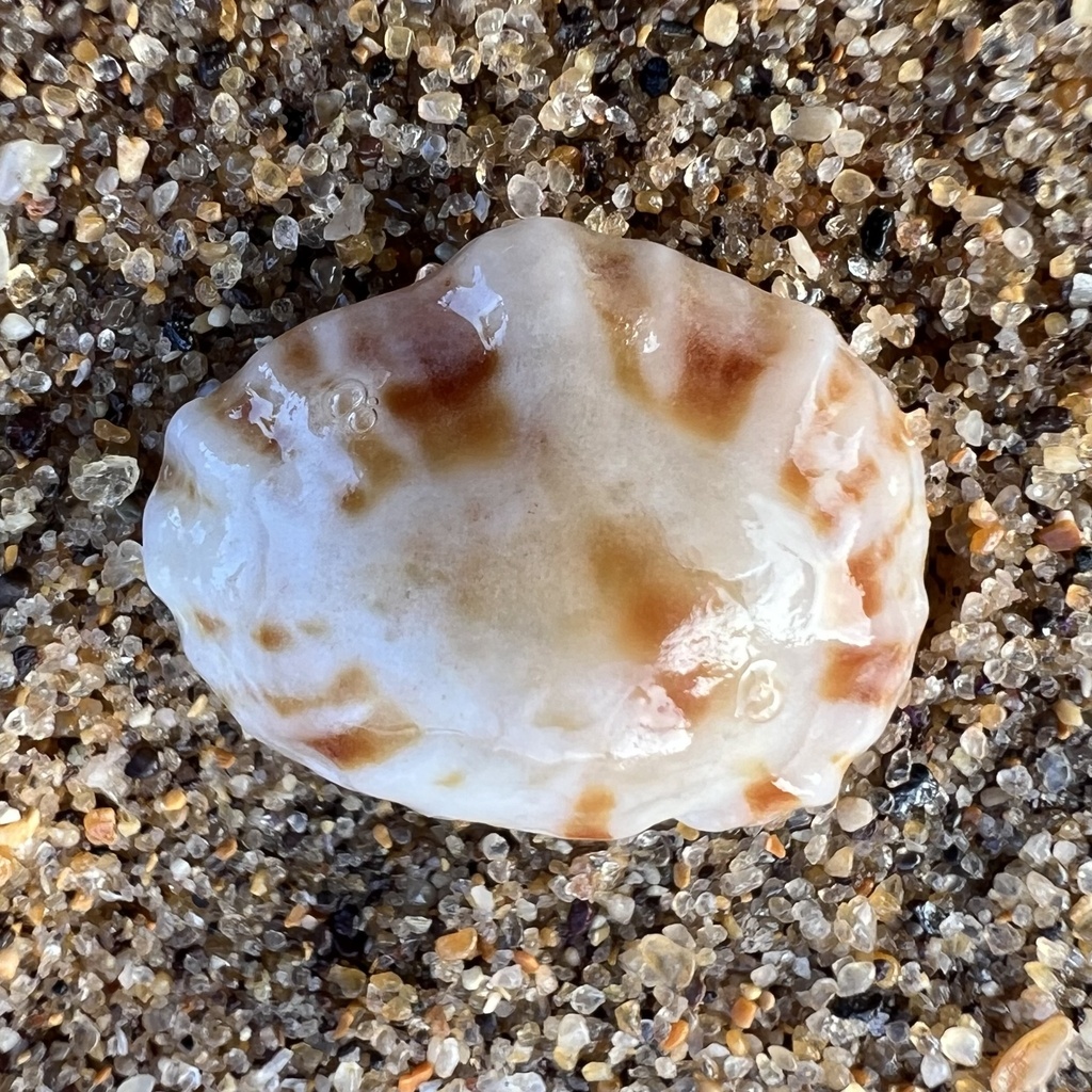 Denticulated Siphon Shell from Collaroy, NSW, AU on December 1, 2024 at ...