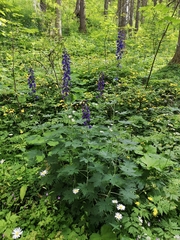 Delphinium elatum