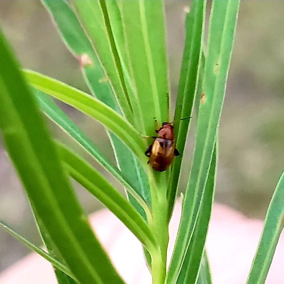 Black Dot Leafy Spurge Flea Beetle