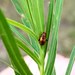 Black Dot Leafy Spurge Flea Beetle - Photo (c) Sherry Punak-Murphy, some rights reserved (CC BY-NC), uploaded by Sherry Punak-Murphy