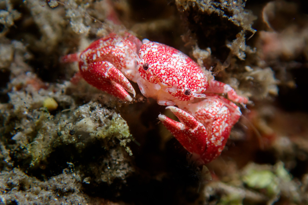 Polyonyx obesulus