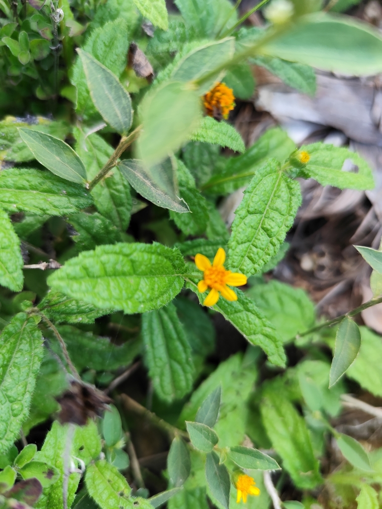 Wedelia baorucana