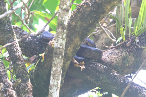 Australian Scrub Python sighting