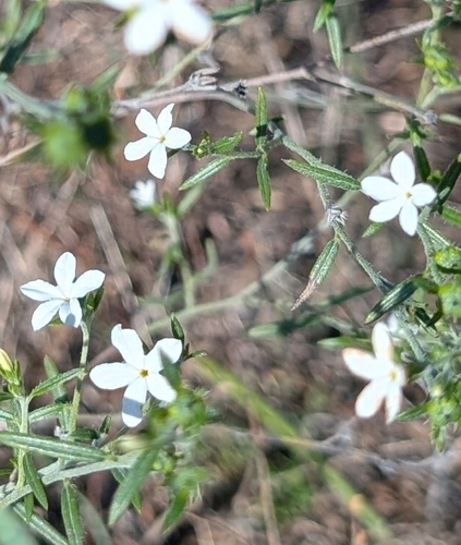 Pasture heliotrope (Euploca tenella)
