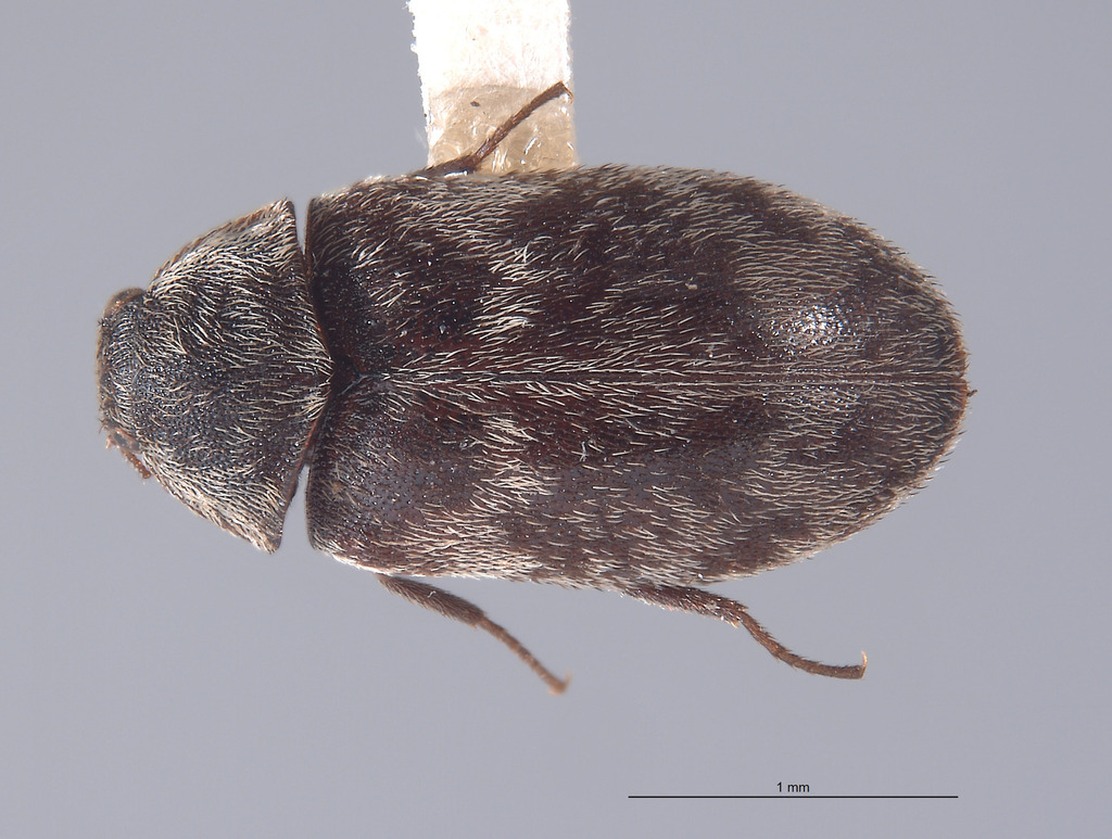 Megatoma giffardi