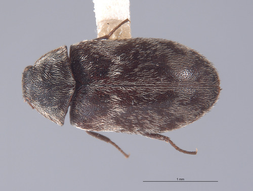 Megatoma giffardi