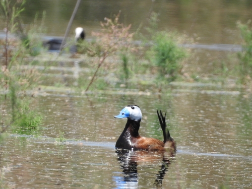 White-headed Duck