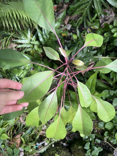 Charpentiera elliptica observed 2024-11-30