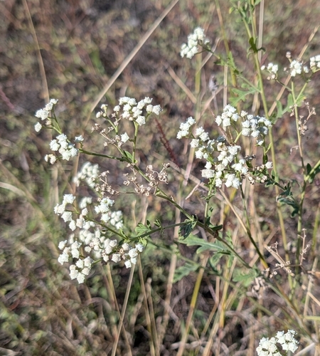 Image of Parthenium confertum by (c) Conway Hawn, some rights reserved (CC BY)
