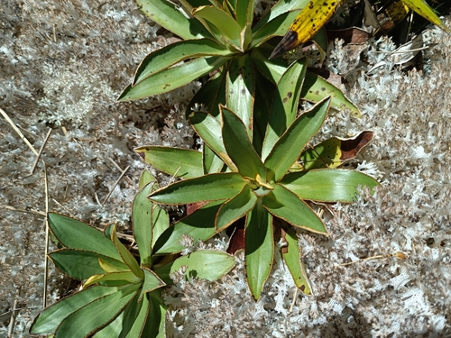 Image of Celmisia dallii by (c) Jonas Sielenkämper, some rights reserved (CC BY)