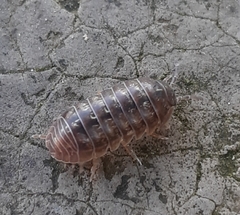 Armadillidium vulgare