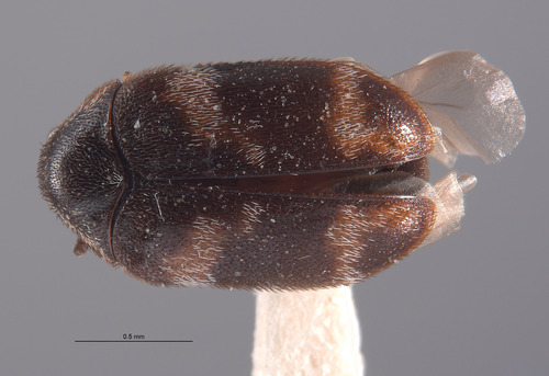Trogoderma okumurai
