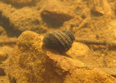 Angulyagra polyzonata