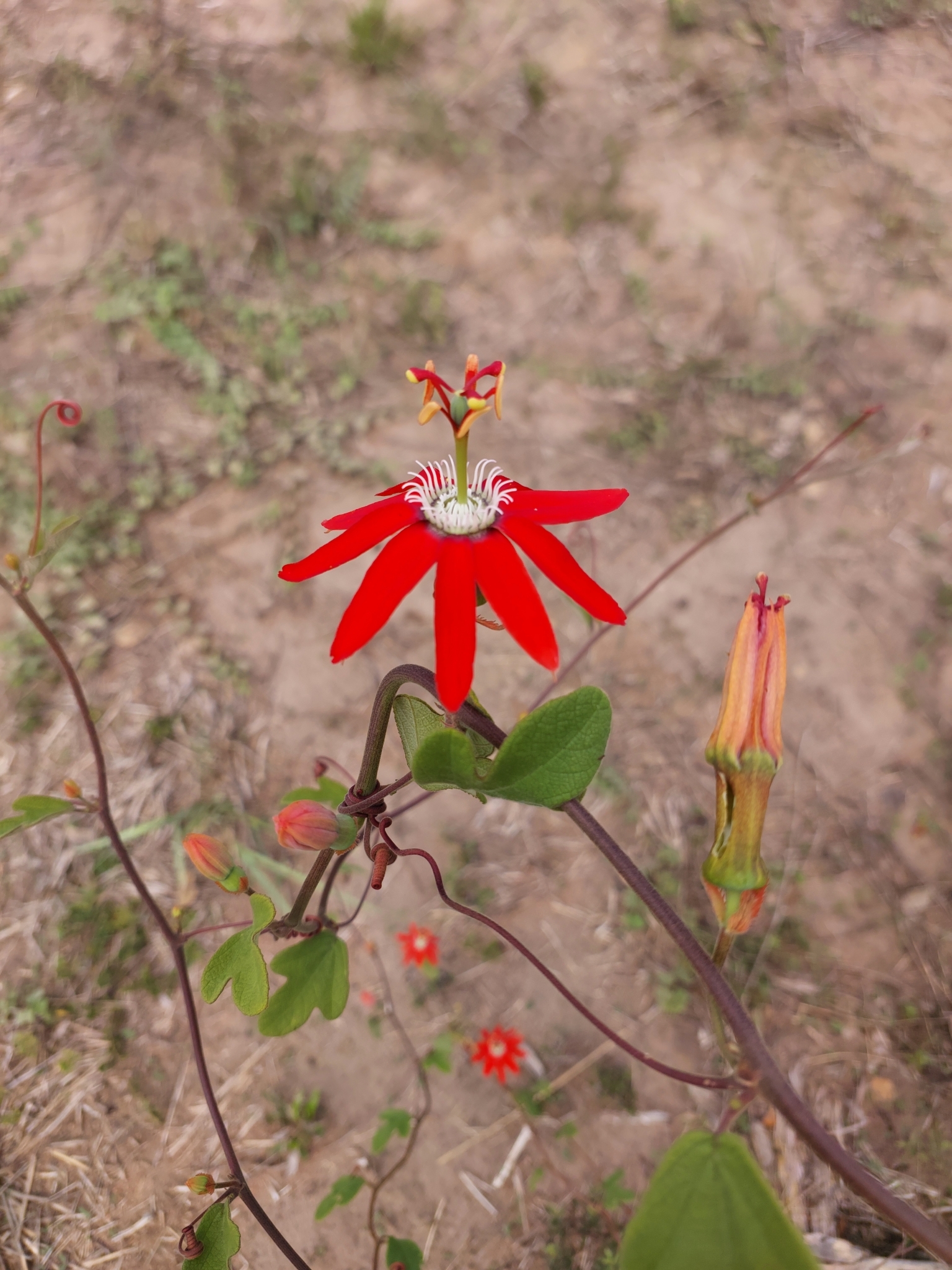 Passiflora luetzelburgii