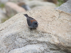 Junco hyemalis caniceps