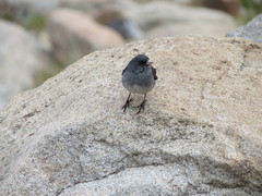 Junco hyemalis caniceps
