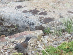 Junco hyemalis caniceps