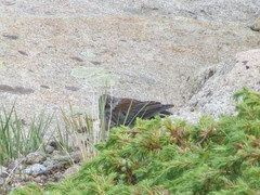 Junco hyemalis caniceps
