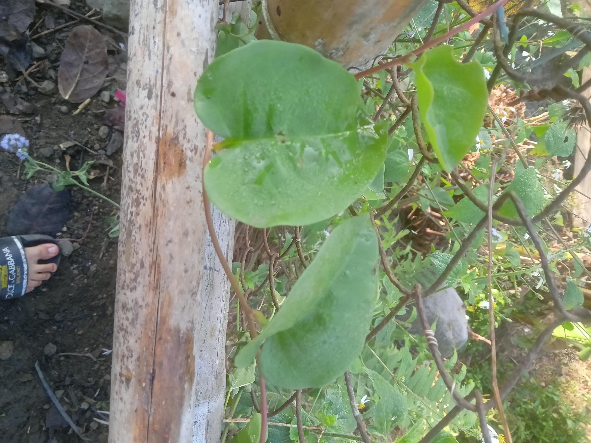 Anredera cordifolia (Anredera cordifolia)