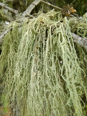 Evernia divaricata