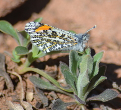 Anthocharis thoosa