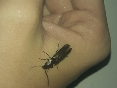 Ignelater havaniensis