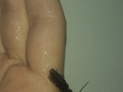 Ignelater havaniensis