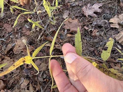 Image of Helianthus hirsutus by (c) ashleyrsteel, some rights reserved (CC BY)